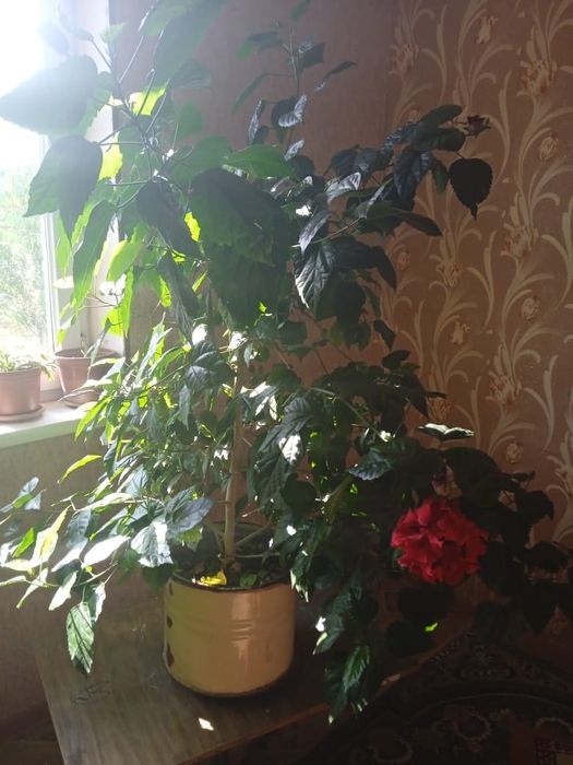 Продам цветок китайская роза