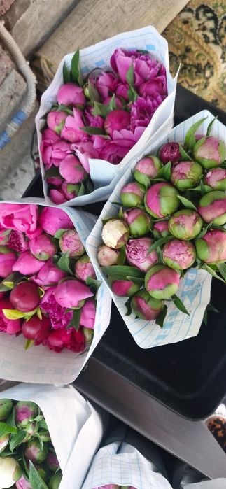 Пионы в бутонах ароматные