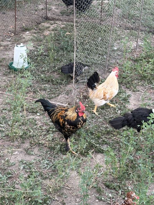 Cocosi si gaini mari si pitici autralorp rasa curata