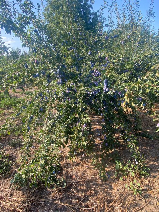 Vand prune pentru tuica