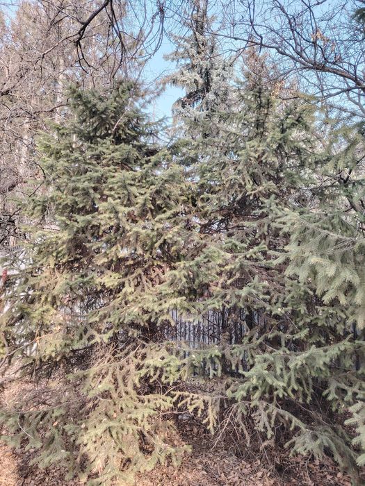 продам живые тяньшанские ели