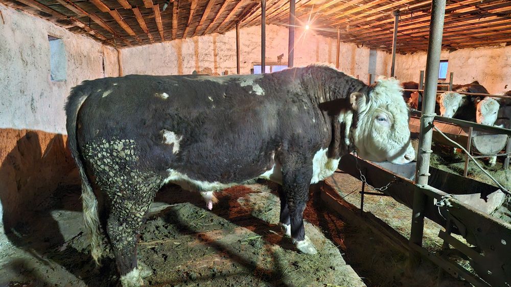 Торт жасар бука сатылады