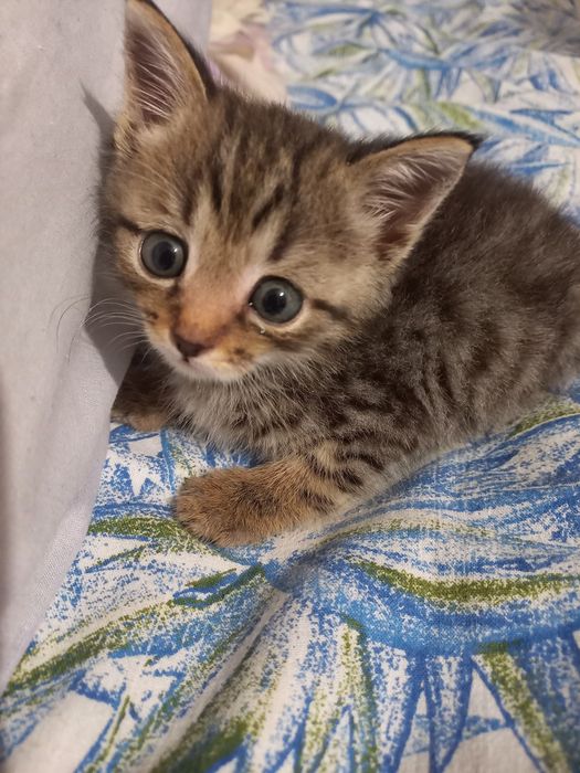Отда котенка бесплатно
