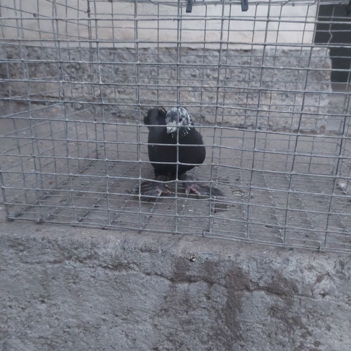 Соч самец лет игра гарантия