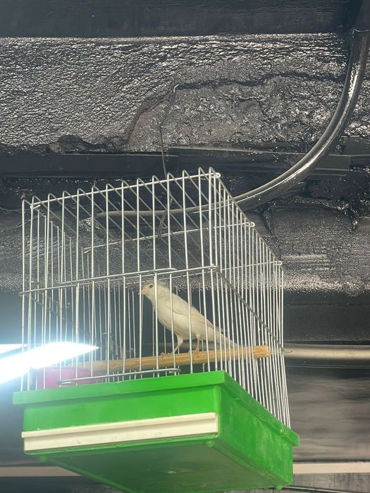 Конорейки в наличии