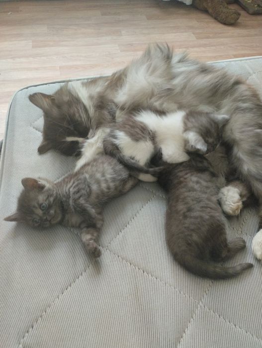 Отдам в добрые руки