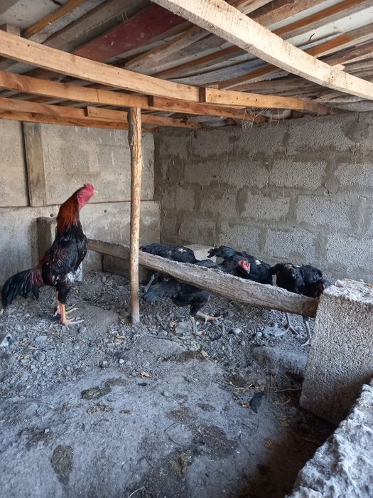Toza yirik narsalar soglom dakenlar tuhumi bostirgani