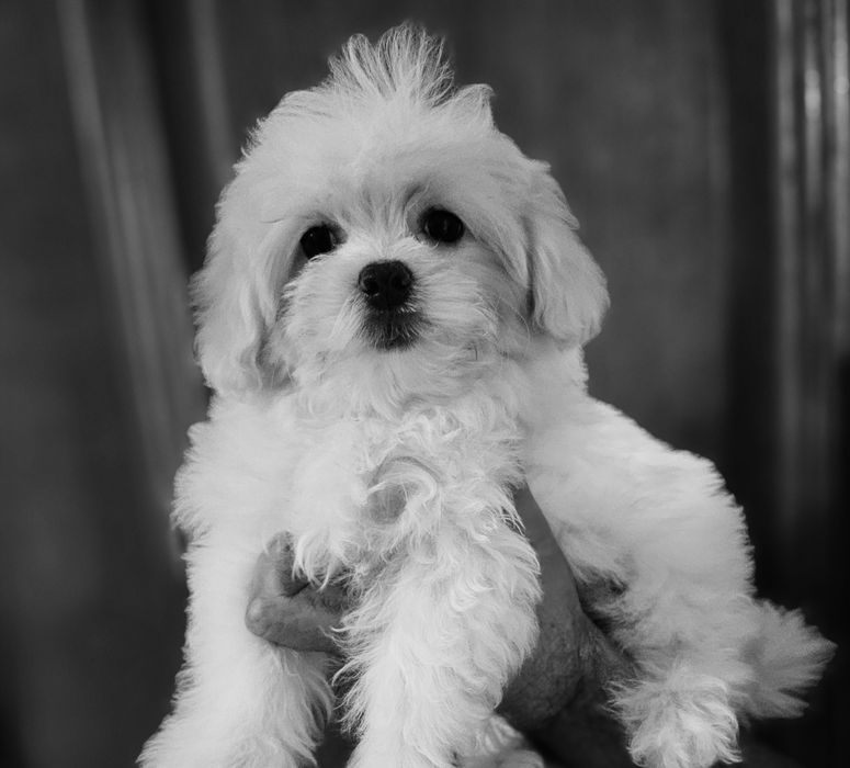 Щенки мальтийской болонки