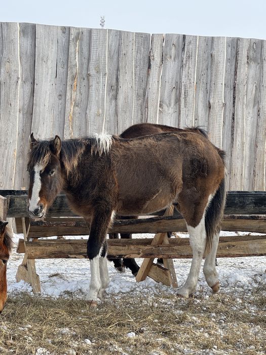 Жеребята 2025года