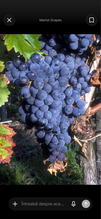 Vand striguri -merlot