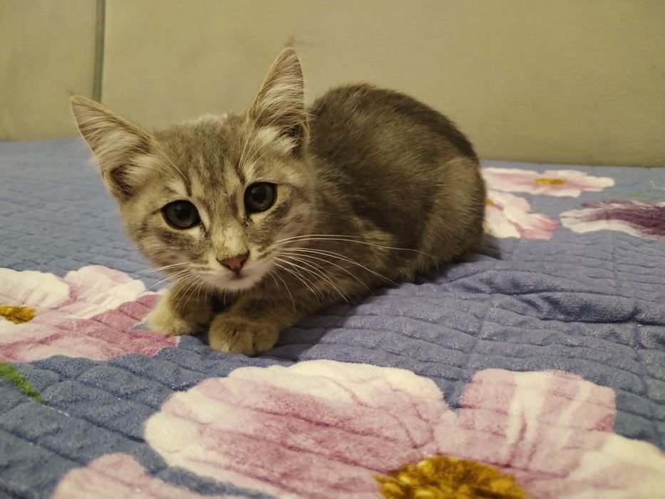 Котёнок в добрые руки