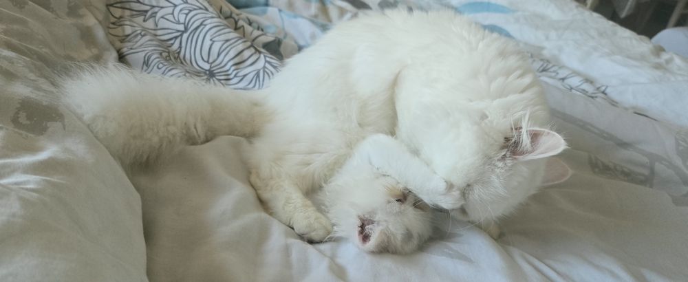 Персийско котенце