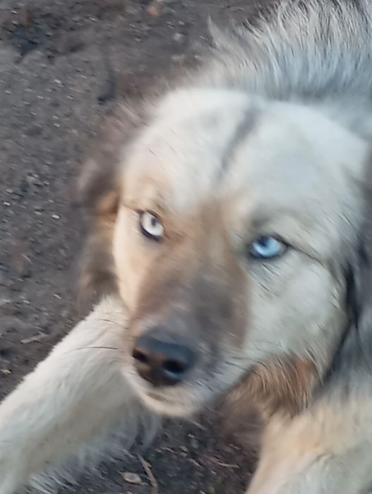 Отдам собаку хаски