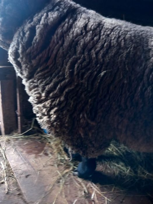 Berbec suffolk  de vanzare