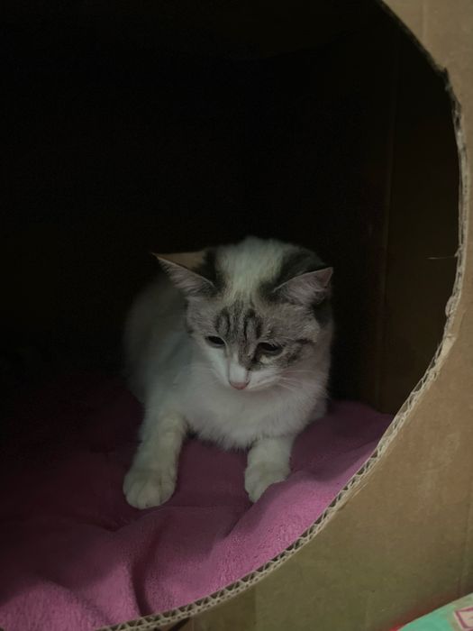 Потерялся кот прошу помочь