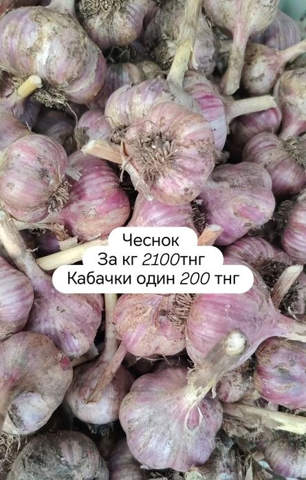 Продам чеснок крупный