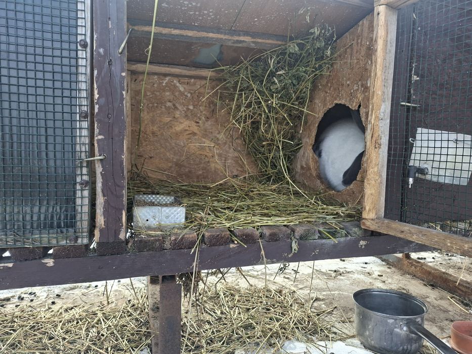 Iepuri fluture geman