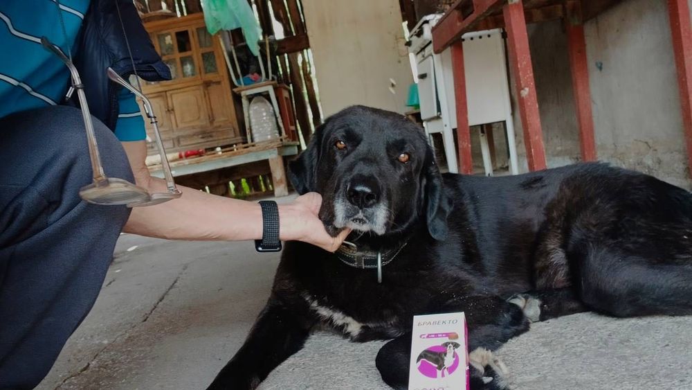 Отдаем в добрые руки собачку по имени Шарик