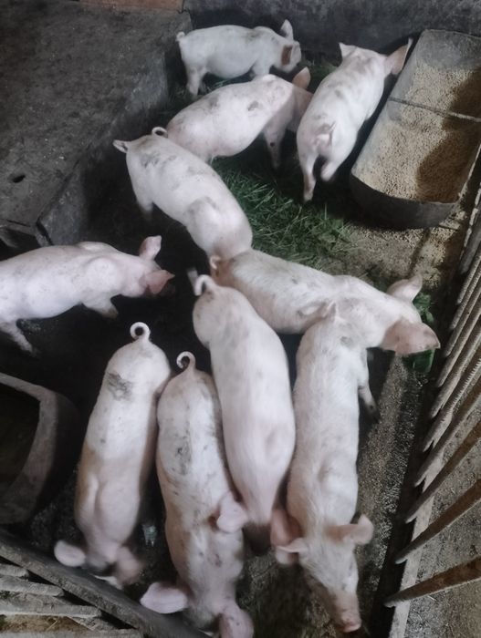 Продавам Малки прасета