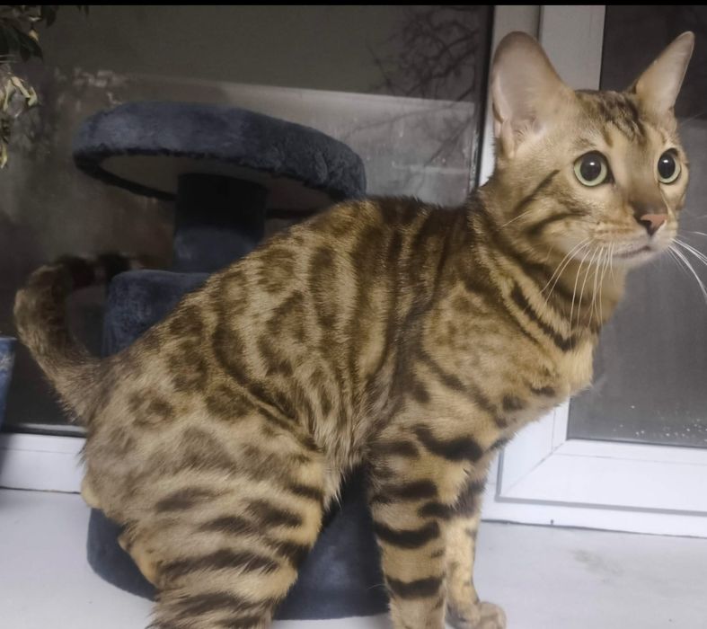 Вязка. Кот бенгальский 1,5 г.