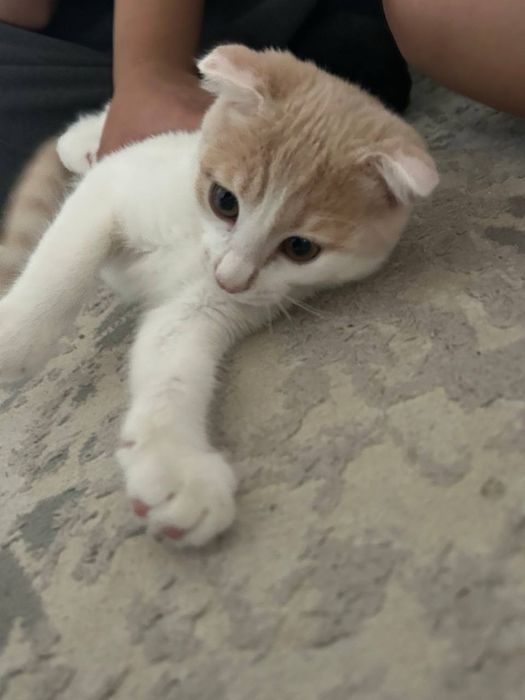 Котенок в добрые руки