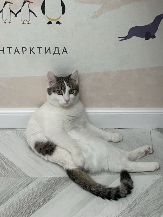 Отдам кота в хорошие руки