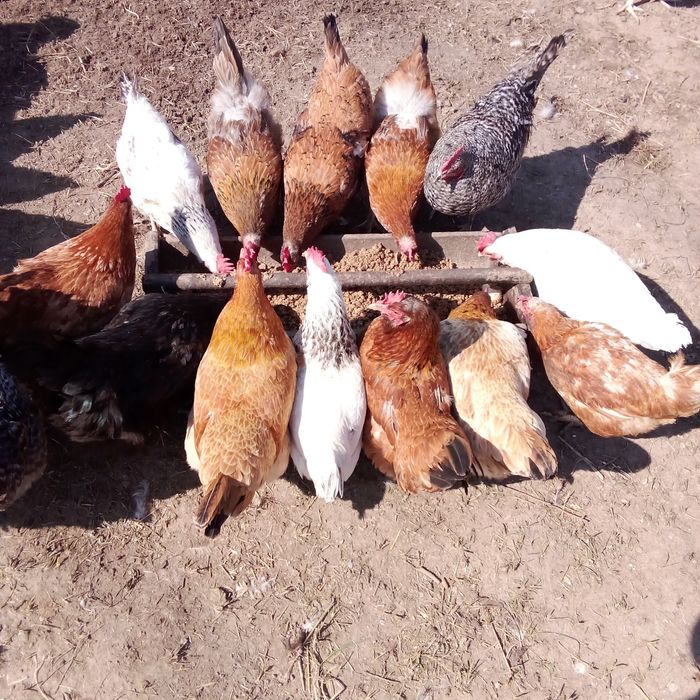 Продам яйца для разведения