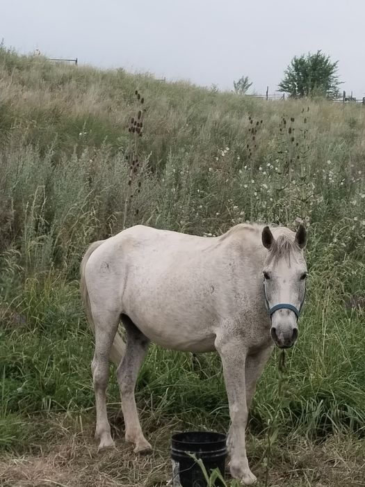 Продам кабылу  ходила в табуне
