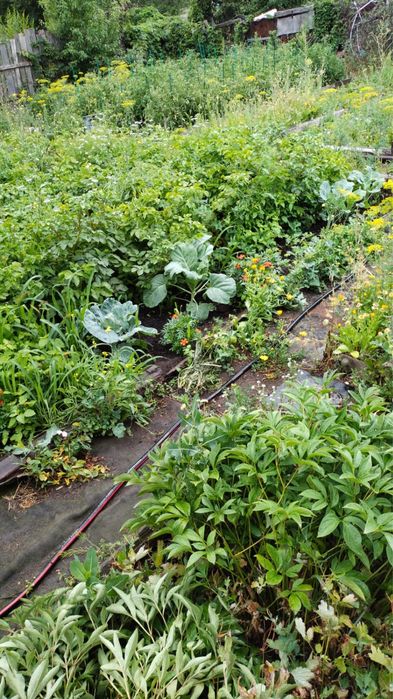 Продам дачу на 17 маршруте , 6 общество