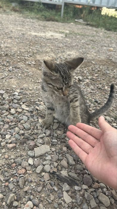 Кошка,марғау өте сүйкімді марғау кішкентай