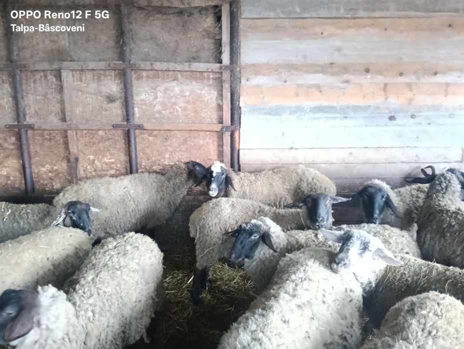 Vând oi Carabase și metiși Carabasa Suffolk,Texel