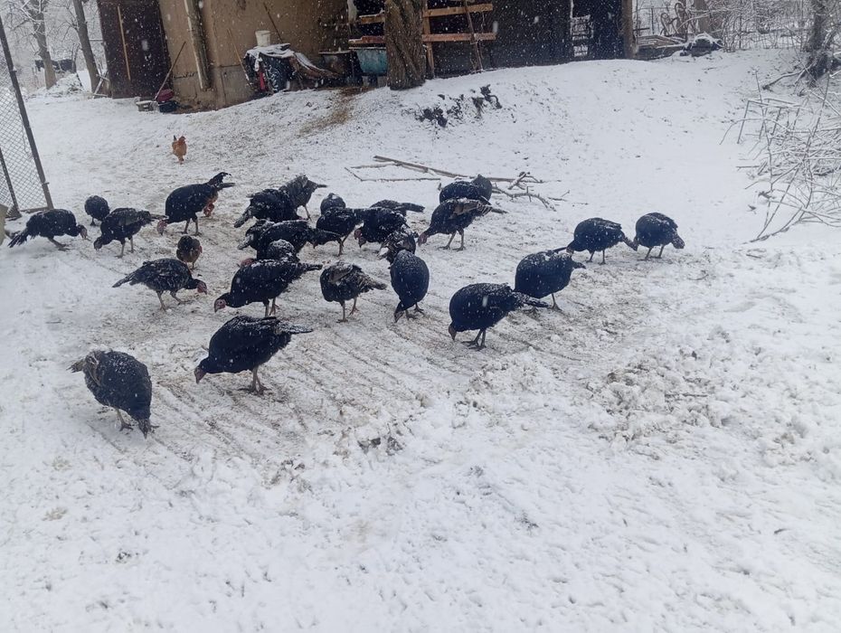 1 жылдық еркек ундіктер