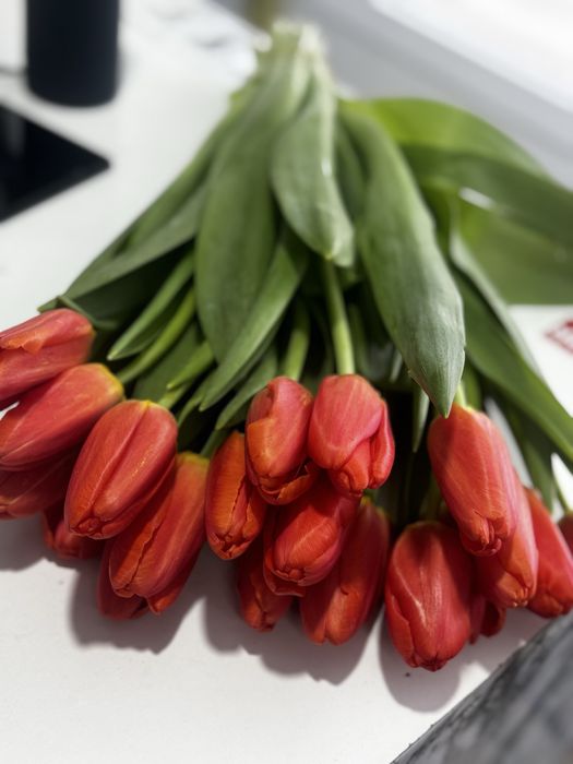 Крупные Тюльпаны