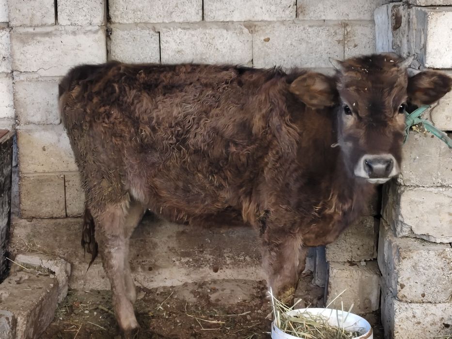 Тайынша бұзау сатылады