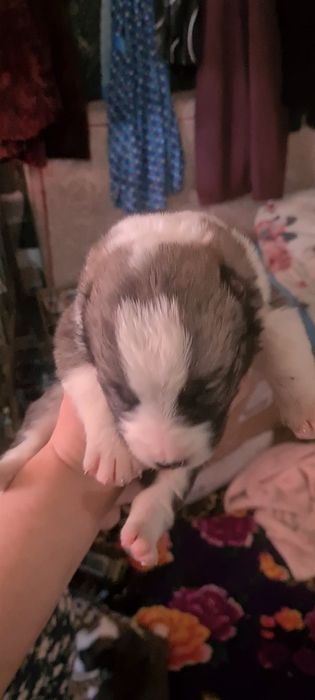 Күшік сатылады линия бар