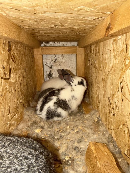 Домашние кролики