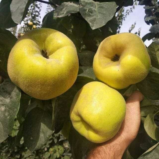 КУЧАТЛАР Хамма турдаги мевали кучатларимиз бор сортига кафолат берилад