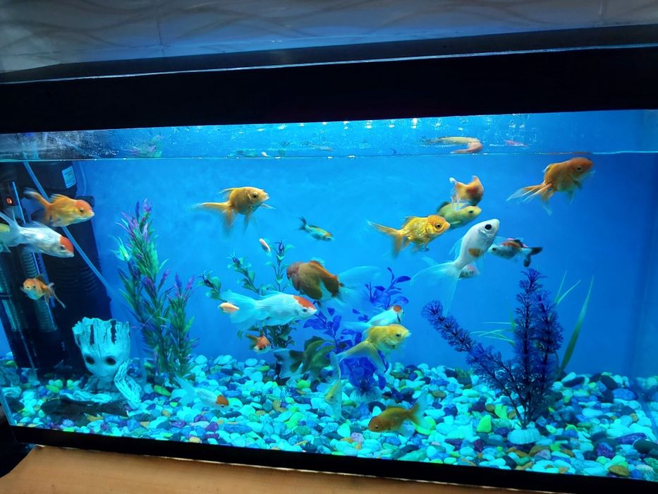 Akvarium ichidagi xamma narsa qoʻshib beriladi baliqlar xam