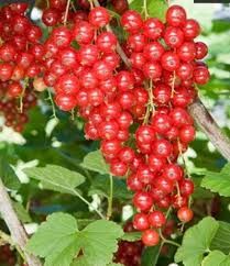 Zmeur, coacaz, mur, afin, agris, aronia si merisor.