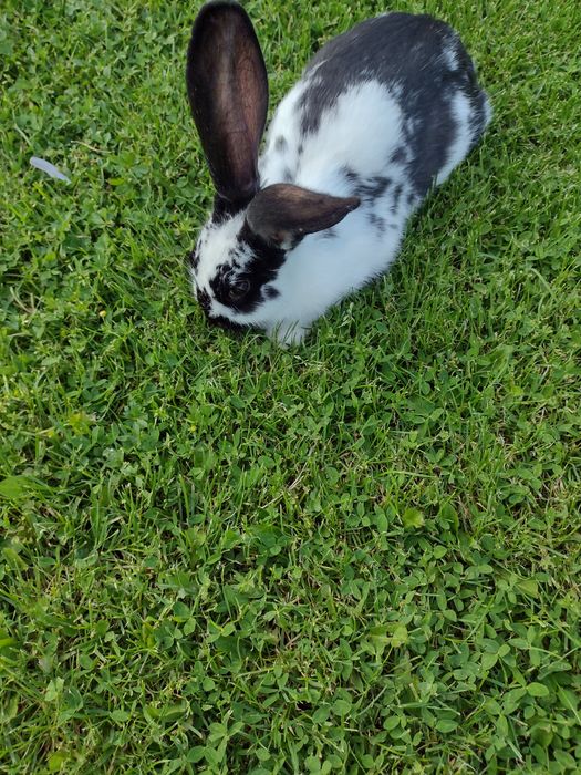 Vind iepuri tineret  in vârstă de 3 luni jumate