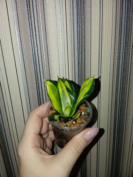 Продам Сансеверия Солид голд