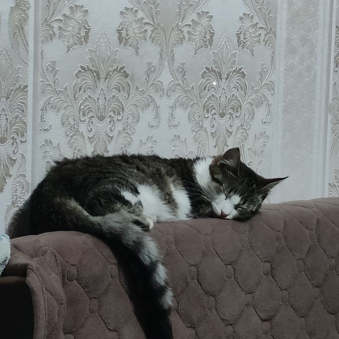 Отдам кошку даром
