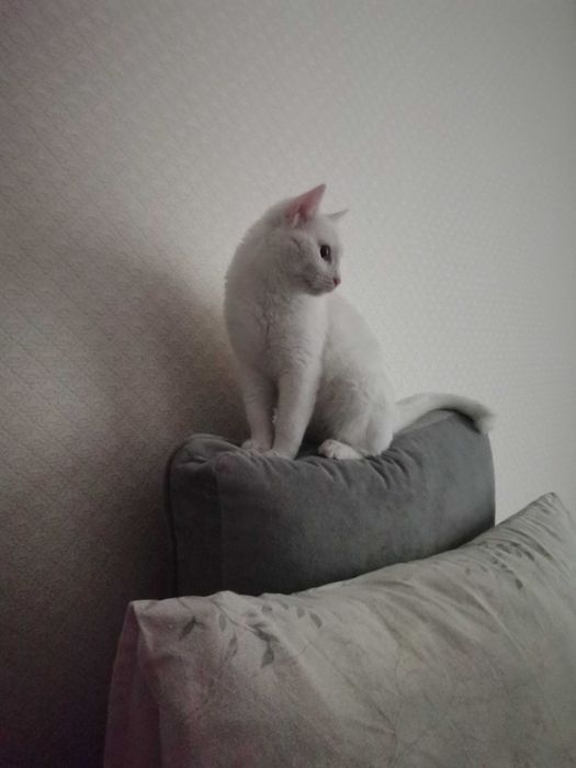 Кошка в ответственные руки