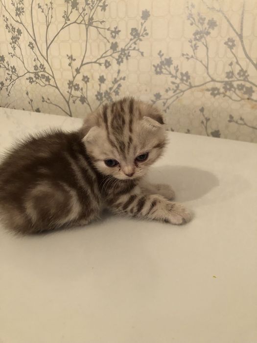 Котята Скоттиш приученые