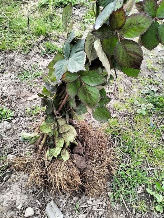 Butași mur fără țepi soiuri Navaho și Thornfree