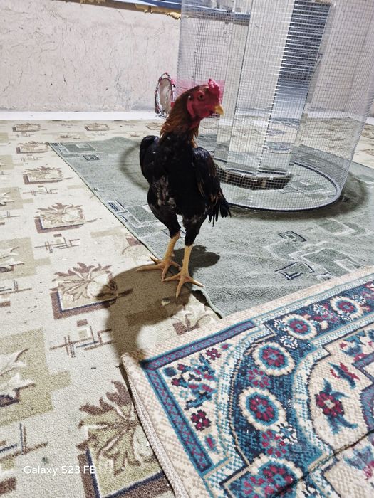 Шоже Кораз сатылалы