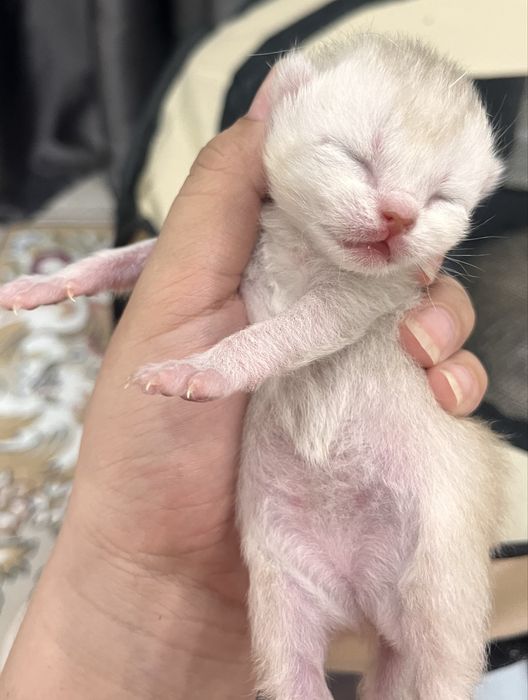 Породистые котята