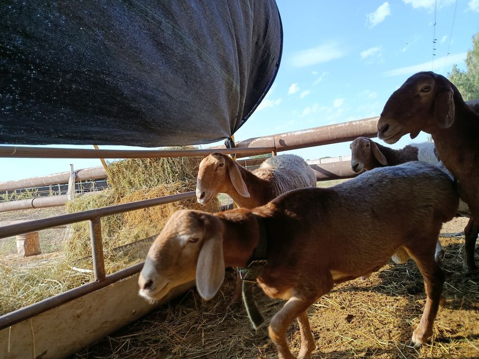 Арашан кошкар 250 мың