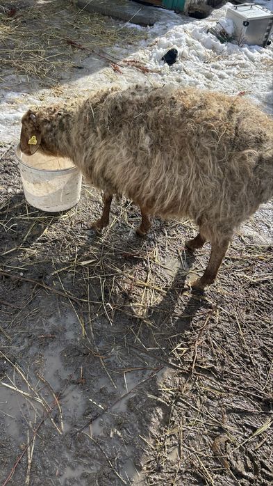 Продам барана и козу