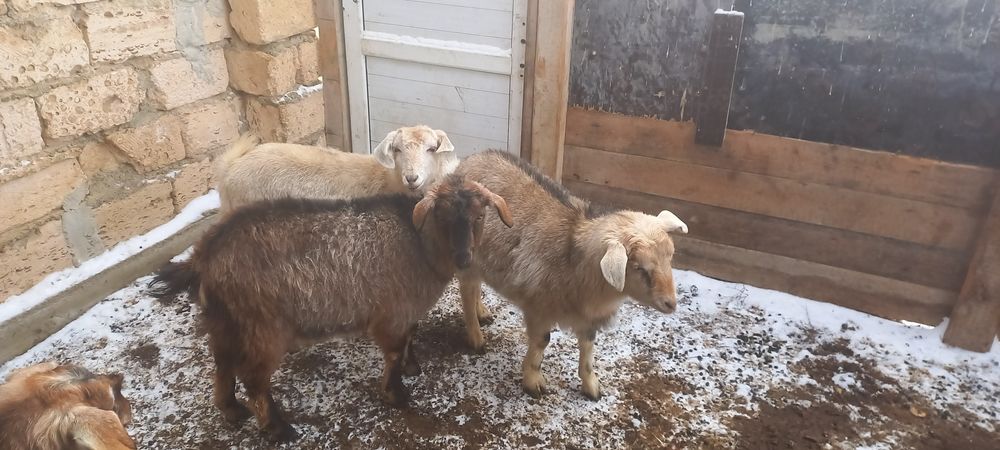 Серкелер сатылады